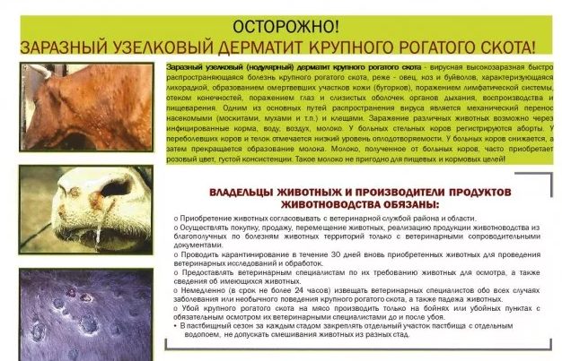 Заразный узелковый дерматит у крупного рогатого скота. Заразный узелковый дерматит у крупного рогатого скота.