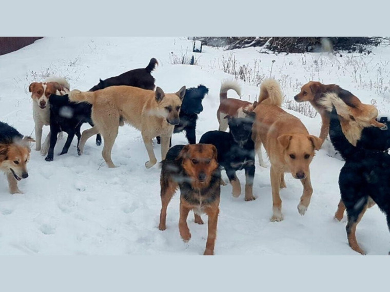 Бродячие животные-беда села!. Бродячие животные-беда села!.
